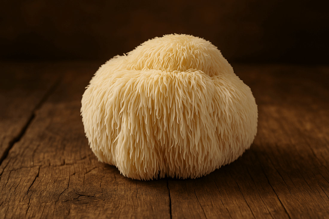 Fresh Lion’s Mane mushroom on rustic wooden surface, known for promoting nerve growth and cognitive enhancement