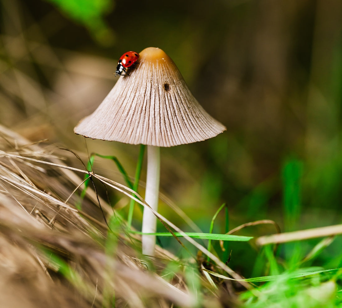 The Benefits of Mushroom Supplements